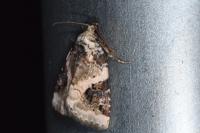 Pseudeustrotia candidula