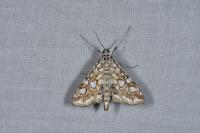 Elophila nymphaeata