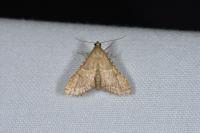 Endotricha flammealis