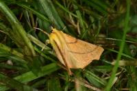 Ennomos alniaria