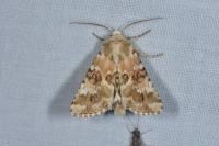 Eremobia ochroleuca
