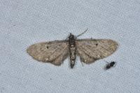 Eupithecia tripunctaria