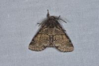 Gluphisia crenata
