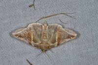Habrosyne pyritoides