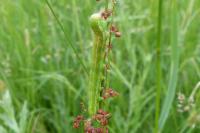 Aporophyla lueneburgensis
