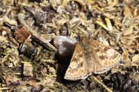 Erynnis tages