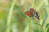 Cyaniris semiargus