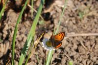 Lycaena phlaeas