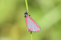 Tyria jacobaeae
