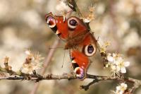 Aglais io