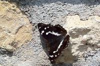 Apatura iris