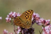 Argynnis paphia