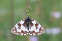 Melanargia galathea
