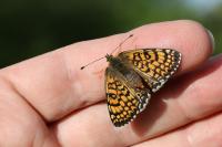 Melitaea cinxia