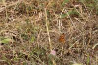 Melitaea phoebe