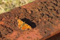 Polygonia c-album