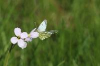 Anthocharis cardamines