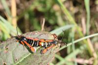 Pyropteron chrysidiforme