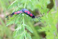 Zygaena trifolii