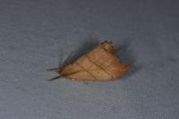 Falcaria lacertinaria