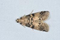 Euzophera pinguis