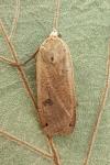 Noctua pronuba