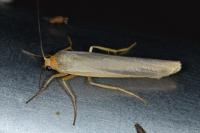 Eilema caniola