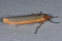 Manulea complana