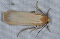 Katha depressa