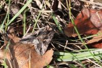 Autographa gamma