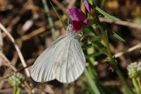 Leptidea sinapis