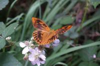 Argynnis paphia