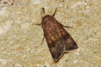 Agrotis trux