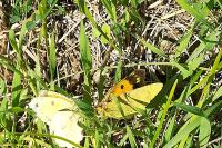Colias crocea
