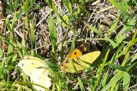 Colias crocea