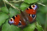 Aglais io