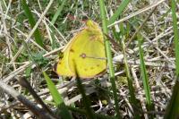 Colias crocea