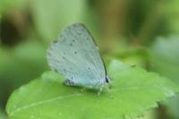 Celastrina argiolus