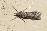 Eudonia angustea