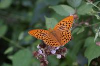 Argynnis paphia