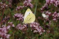 Pieris napi