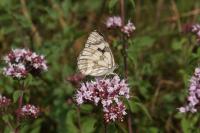 Melanargia galathea