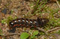Acronicta rumicis
