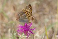 Argynnis paphia