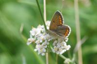 Aricia agestis