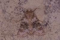 Hecatera dysodea