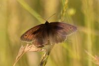 Maniola jurtina