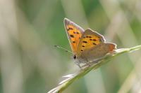 Lycaena phlaeas