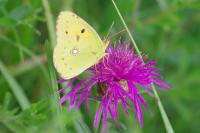 Colias crocea