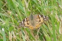Vanessa cardui